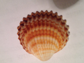 Смотреть фото Съедобная сердцевидка Фото Съедобная сердцевидка