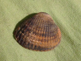 Смотреть фото Зелёная сердцевидка Фото Зелёная сердцевидка