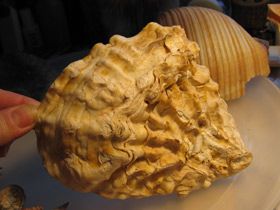 Фото Устрицы