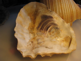 Фото Устрицы