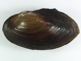 Смотреть фото Гребенчатка складчатая Фото Гребенчатка складчатая