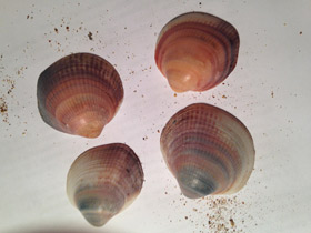 Фото Глицимериды