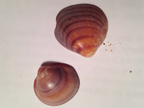 Фото Глицимериды