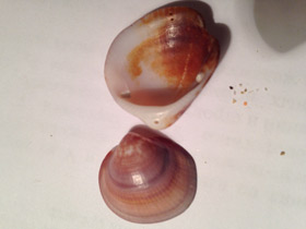 Фото Глицимериды