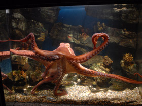 Фото Осьминог Дофлейна