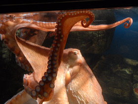 Фото Осьминог Дофлейна