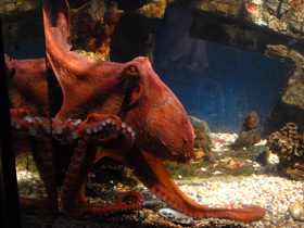 Фото Осьминог Дофлейна