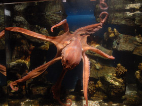 Фото Осьминог Дофлейна