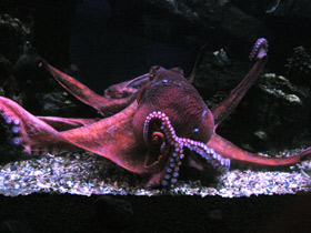 Фото Осьминог Дофлейна