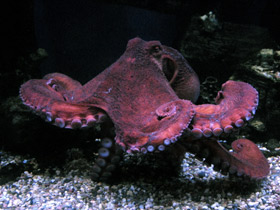 Фото Осьминог Дофлейна