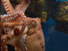 Фото Осьминог Дофлейна