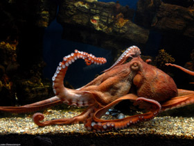 Осьминог Дофлейна