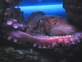 Фото Осьминог Дофлейна