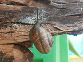 Смотреть фото Кустарниковая улитка Фото Кустарниковая улитка