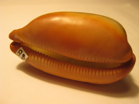 Смотреть фото Ципрея тальпа Фото Ципрея тальпа