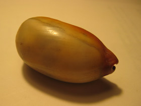 Смотреть фото Ципрея тальпа Фото Ципрея тальпа