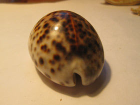 Фото Тигровая ципрея