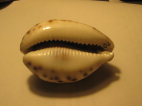 Фото Тигровая ципрея