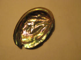 Фото Халиотисы