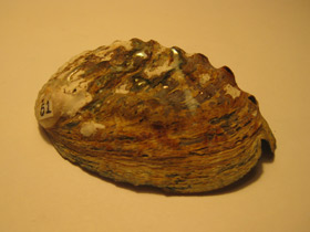 Фото Халиотисы