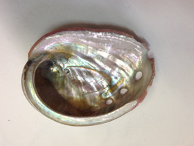 Фото Халиотисы