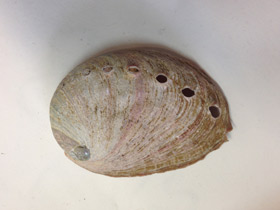 Фото Халиотисы