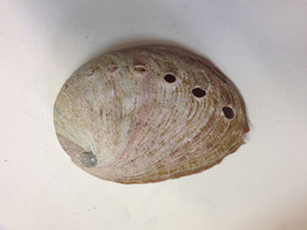 Фото Халиотисы