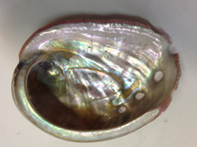 Фото Халиотисы