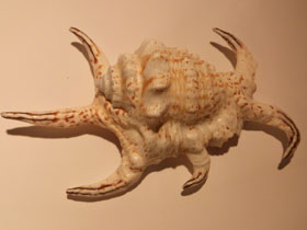 Смотреть фото Подагрический лямбис Фото Подагрический лямбис