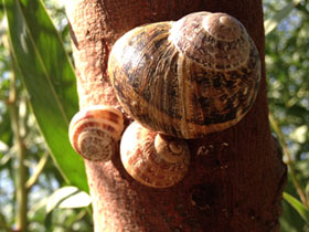 Смотреть фото Садовая улитка Фото Садовая улитка