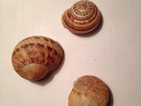 Смотреть фото Садовая улитка Фото Садовая улитка