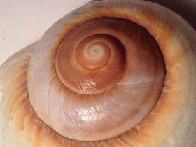 Фото Hemiplecta weberi