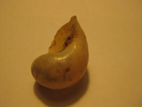 Фото Прудовики