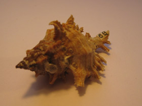 Смотреть фото Ветвистый мурекс Фото Ветвистый мурекс