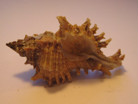 Смотреть фото Ветвистый мурекс Фото Ветвистый мурекс