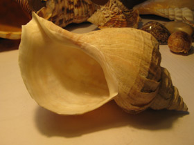 Фото Многоребристая нептунея