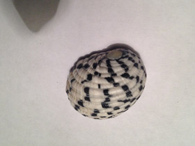 Фото Текстильная нерита