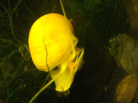 Фото Обыкновенная ампуллярия