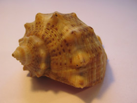 Фото Венозная, или жилковатая рапана