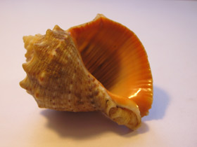 Фото Рапановые