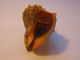 Фото Рапановые