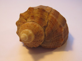 Фото Рапановые