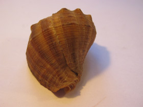 Фото Рапановые