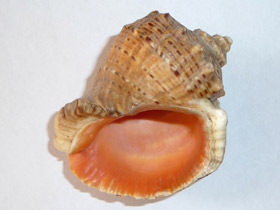 Фото Рапановые