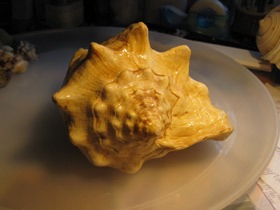 Смотреть фото Гигантский стромбус Фото Гигантский стромбус