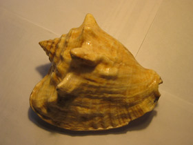 Смотреть фото Гигантский стромбус Фото Гигантский стромбус