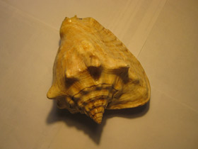 Смотреть фото Гигантский стромбус Фото Гигантский стромбус