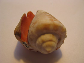 Смотреть фото Стромбус лухуанус Фото Стромбус лухуанус