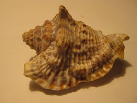 Смотреть фото Лягушачий стромбус Фото Лягушачий стромбус