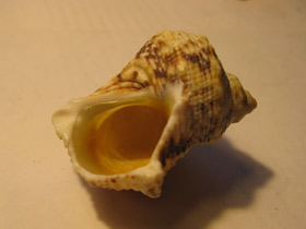 Фото Турбиниды